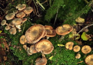 世界上最大的生物是蘑菇,比蓝鲸大三倍,中国有没有这种蘑菇?