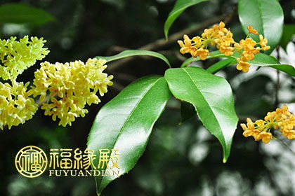 一棵桂花树的风水作用 桂花树在院子里如何种好