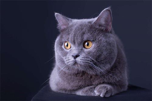 英短蓝猫折耳贵还是立耳贵