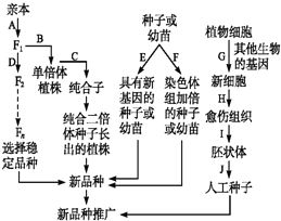 单倍体育种的原理是什么