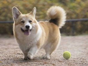 柯基为什么要断尾