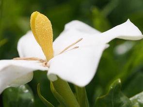 山栀子泡水喝了会上火吗 山栀子有何功效