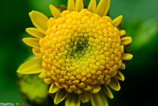 什么叫发图不发种