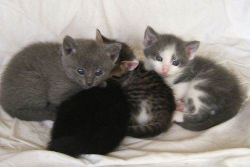 美国短毛猫多少钱一只?