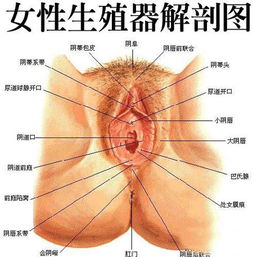 女生下边毛很多怎么办?