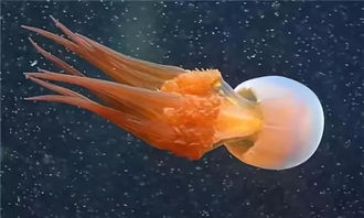 海蜇的读音(海蜇的读音是什么意思)