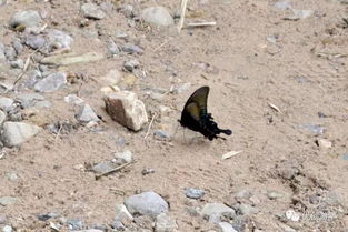 蜾蠃的读音是什么