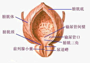 膀胱是在哪的