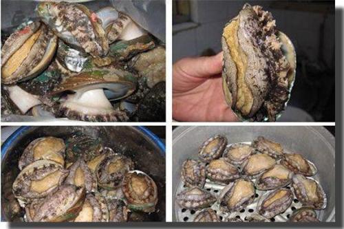 为什么鲍鱼和那么像