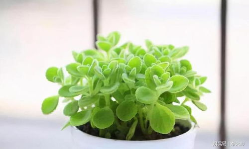 可以驱蚊子的植物有哪些-简短介绍