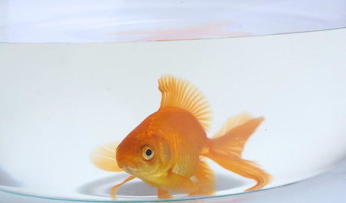 金鱼不吃东西是什么原因呢?