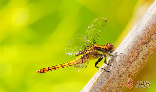 小河才露尖尖角,早有蜻蜓立上头.是哪首古诗呢?