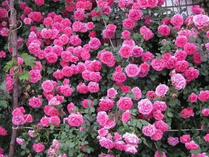 花的品种和分类花品种和分类简介