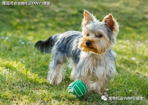 托运一只狗要多少钱?