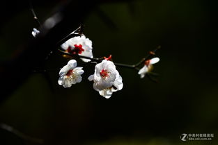 百花齐放才是春前面一句是什么?