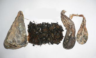 熊胆中主要化学成分是