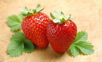 草莓什么季节成熟