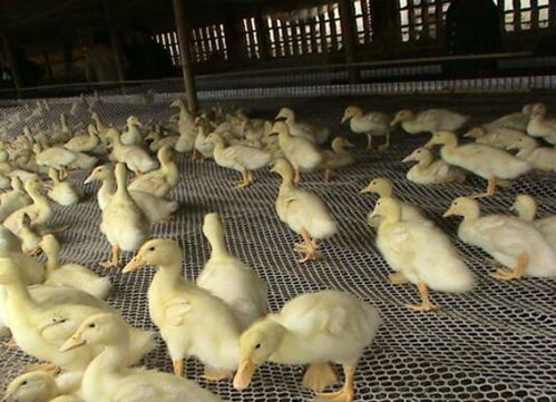 养鸭子利润怎么样?