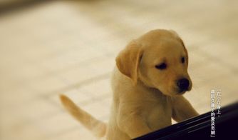 电影中的导盲犬小Q是什么狗啊?