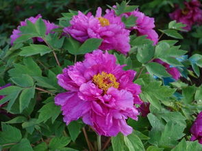 洛阳牡丹甲天下全诗