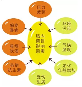 有益菌的代表菌种有哪些?