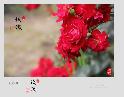 “铿锵玫瑰”是什么意思?