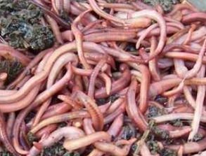 钓鱼蚯蚓养殖技术