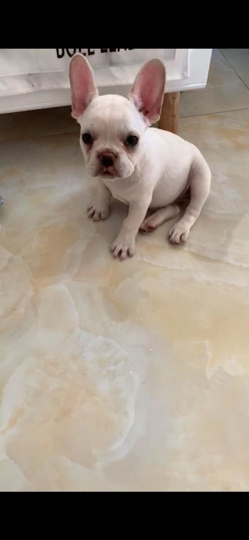 目前市场上的斗牛犬以英斗和法斗两个品种最为常见,斗牛犬多少钱