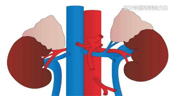 钾高的可以吃瓜子油吗