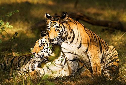 属虎1986年是什么命