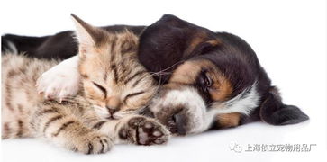 为什么说养猫的女人不能娶