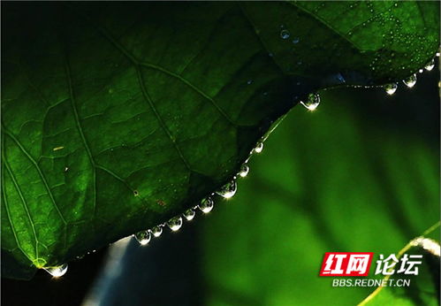 晶莹的露珠像什么?急啊