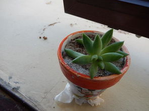 多浆植物有哪些 多浆植物有什么