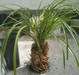 兰花浇水多久一次