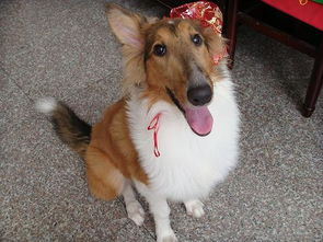 新手适合养什么狗狗