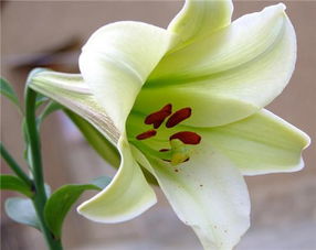 百合是什么意思