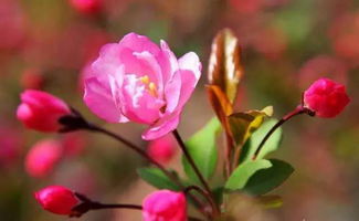 海棠花什么时候开