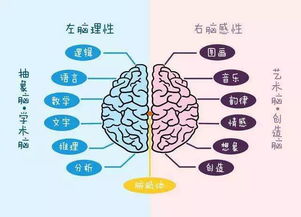 人左脑和右脑的区别是什么?分别控制什么?