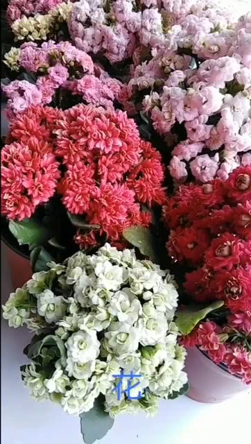 长寿花为什么不开花?