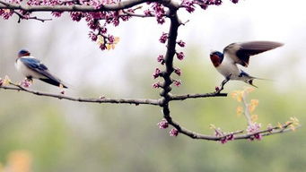 无可奈何花落去的下一句