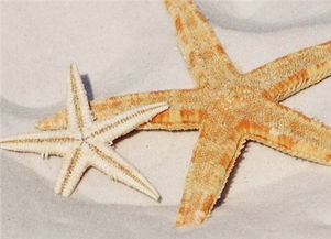 海星可以吃吗,吃过的人是一种什么体验?