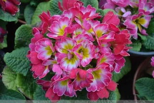 冬天开什么花,盘点10种较耐寒花卉