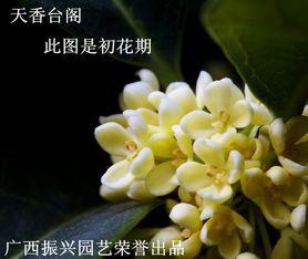 四季金桂和天香台阁是一个品种吗?各有什么特点