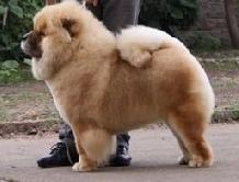 大狗的品种有什么?