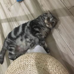 什么叫电信猫?