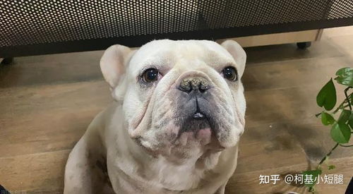 小型犬养什么比较好
