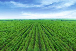 6分地是多少平方米啊? 6分地..