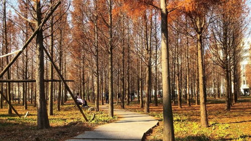 错落有致的意思是什么