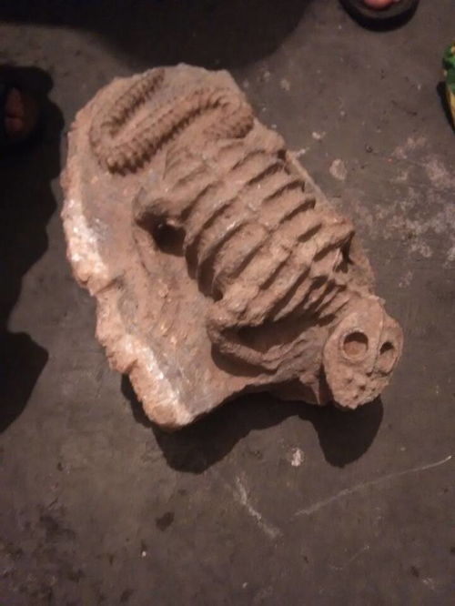 化石是什么?