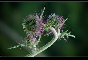 奇花异草的异是什么意思